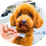 How To Choose The Right Dog Groomer For Your Pet