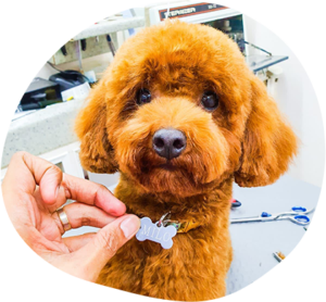 How To Choose The Right Dog Groomer For Your Pet