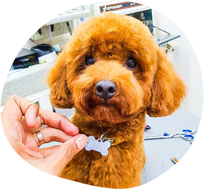 How To Choose The Right Dog Groomer For Your Pet